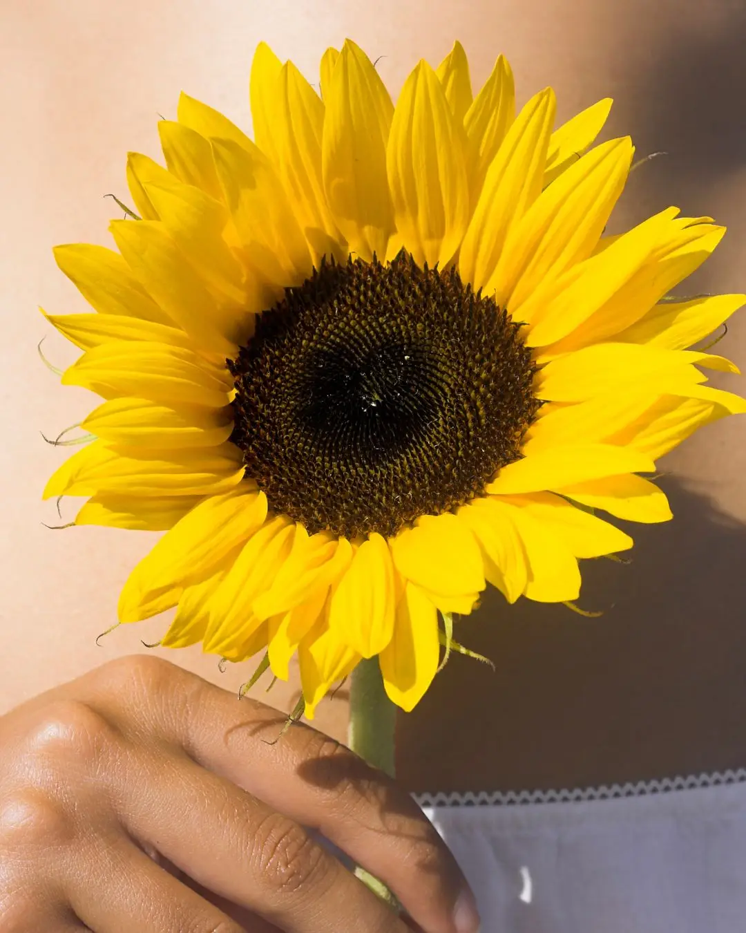 Woman holding a sunflower in front of her abdomen